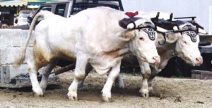 Yoke of oxen pulling a load.