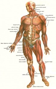 The Human Body