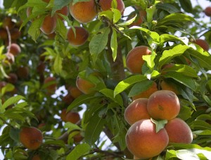 Our own peach tree